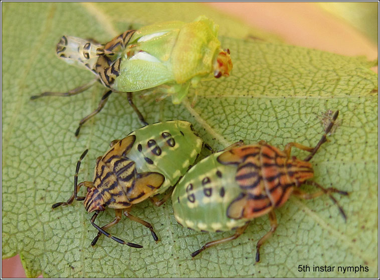 Parent Bug, Elasmucha grisea