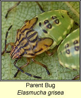 Elasmucha grisea, Parent Bug