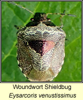 Eysarcoris venustissimus, Woundwort Shieldbug
