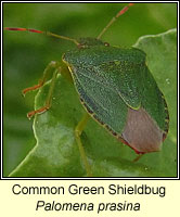 Palomena prasina, Common Green Shieldbug