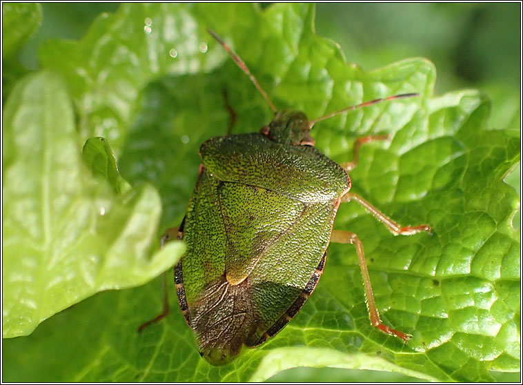 Common Green Shieldbug, Palomena prasina