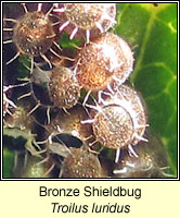 Troilus luridus, Bronze Shieldbug