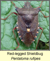 Pentatoma rufipes, Red-legged Shieldbug