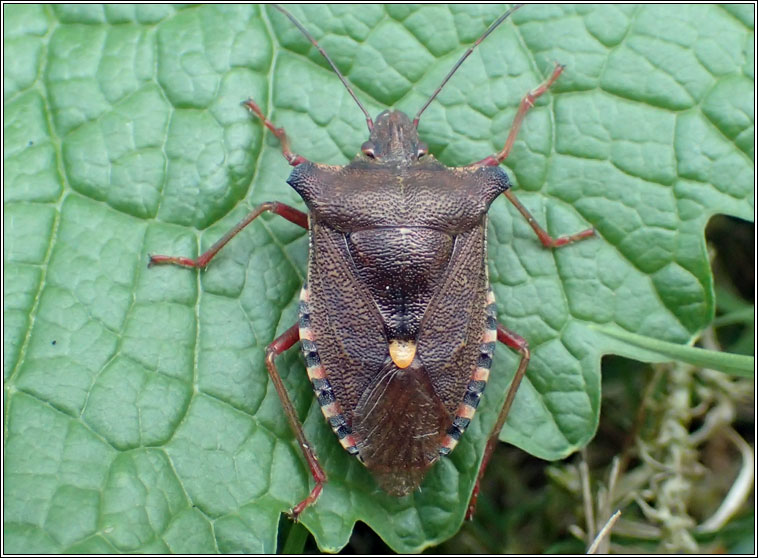 Red-legged Shieldbug / Forest Bug, Pentatoma rufipes