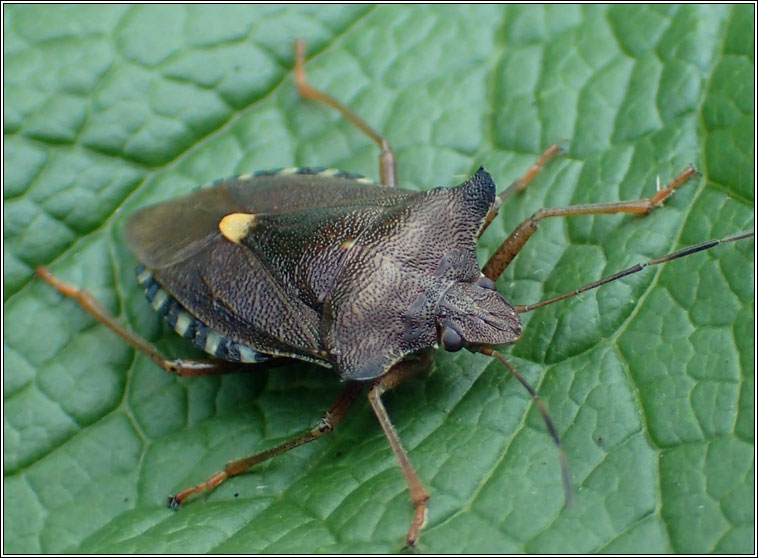 Red-legged Shieldbug / Forest Bug, Pentatoma rufipes