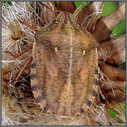 Tortoise Bug, Eurygaster testudinaria