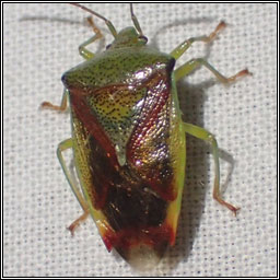Birch Shieldbug, Elasmostethus interstinctus