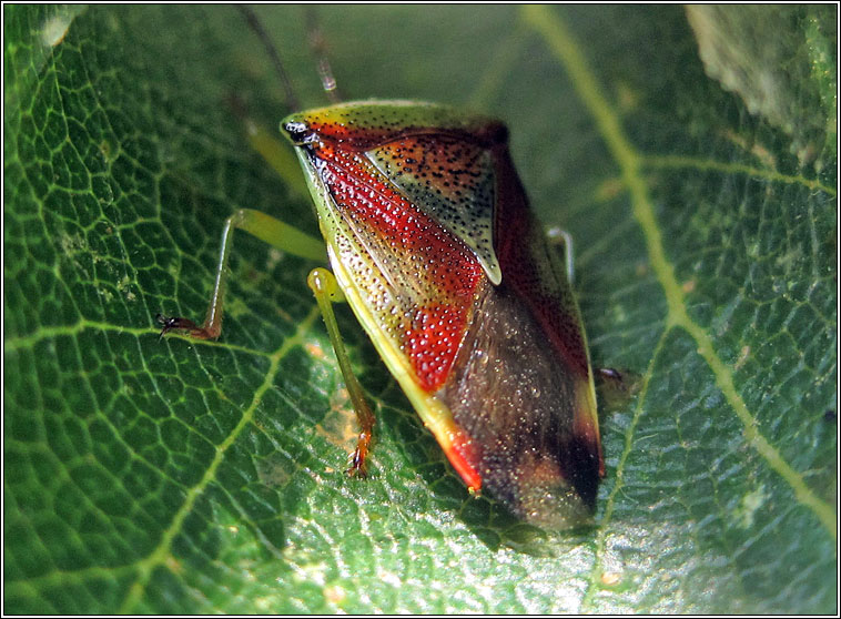 Birch Shieldbug, Elasmostethus interstinctus