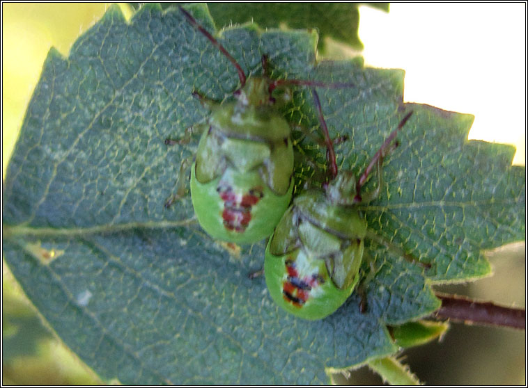 Birch Shieldbug, Elasmostethus interstinctus