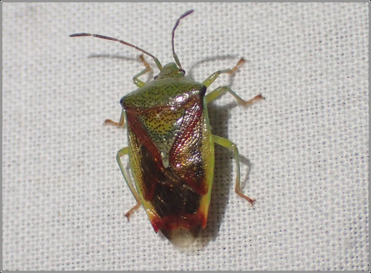 Birch Shieldbug, Elasmostethus interstinctus
