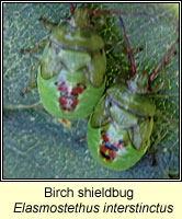 Elasmostethus interstinctus, Birch shieldbug