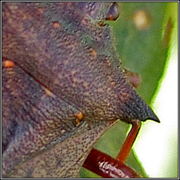 Spiked Shieldbug, Picromerus bidens