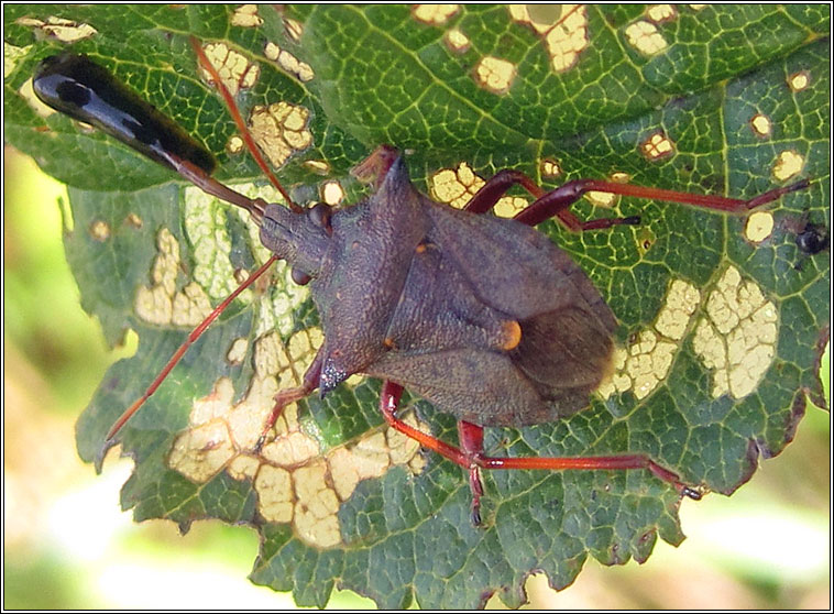 Spiked Shieldbug, Picromerus bidens