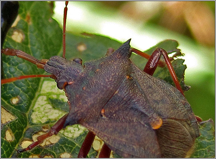 Spiked Shieldbug, Picromerus bidens