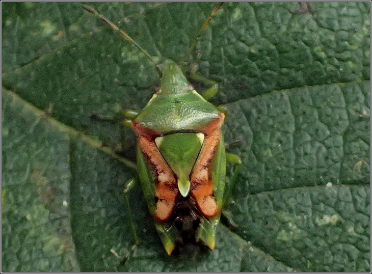 Juniper Shieldbug, Cyphostethus tristriatus