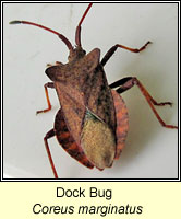 Coreus marginatus, Dock Bug