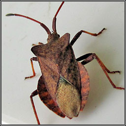 Dock Bug, Coreus marginatus