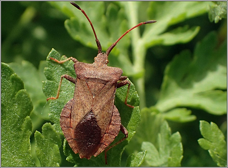 Dock Bug, Coreus marginatus