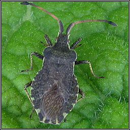 Boat Bug, Enoplops scapha