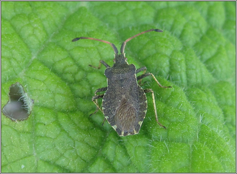 Boat Bug, Enoplops scapha