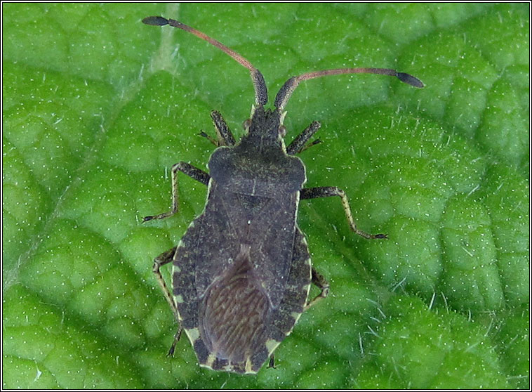 Boat Bug, Enoplops scapha