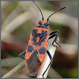 Corizus hyoscyami, Cinnamon Bug