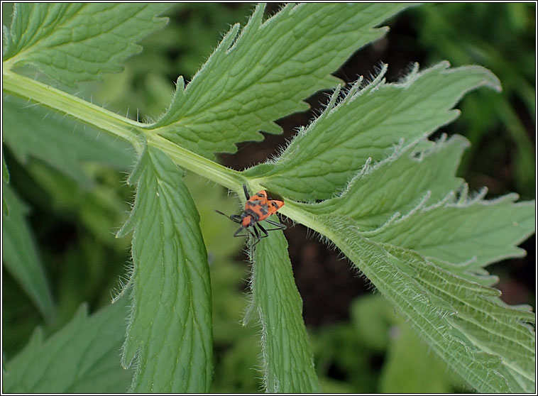 Corizus hyoscyami, Cinnamon Bug