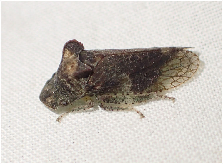 Ledra aurita, Eared Leafhopper