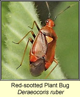 Deraeocoris ruber, Red-spotted Plant Bug