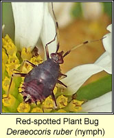 Deraeocoris ruber, Red-spotted Plant Bug