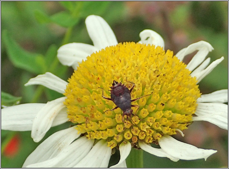 Deraeocoris ruber, Red-spotted Plant Bug