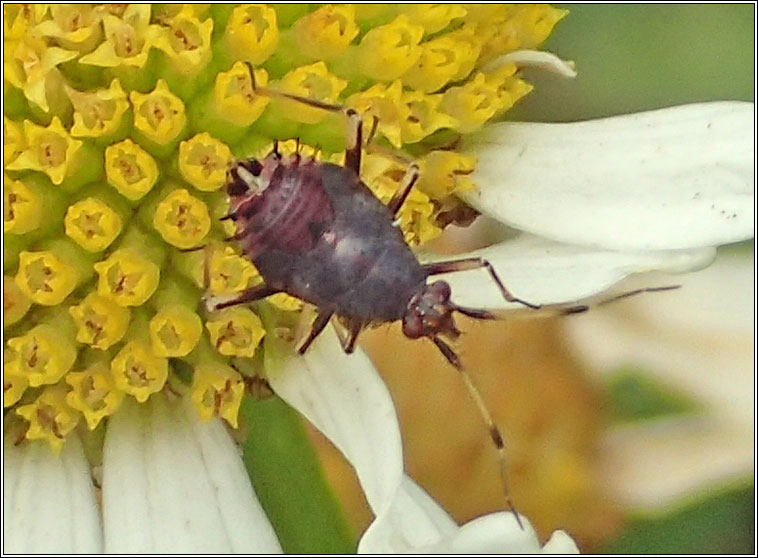 Deraeocoris ruber, Red-spotted Plant Bug