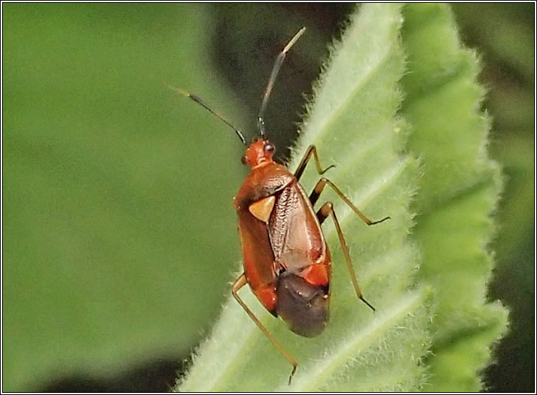 Deraeocoris ruber, Red-spotted Plant Bug