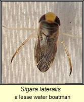 Sigara lateralis, a lesser water boatman