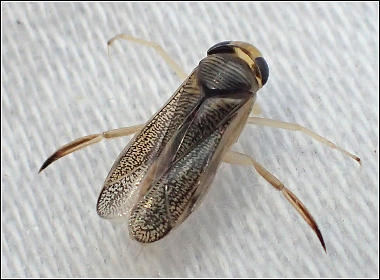 Sigara lateralis