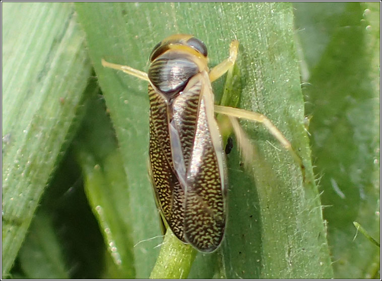 Callicorixa praeusta