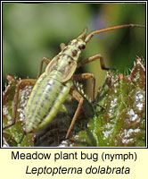 Leptopterna dolabrata, Meadow plant bug