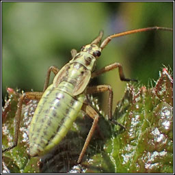 Leptopterna dolabrata, Meadow plant bug