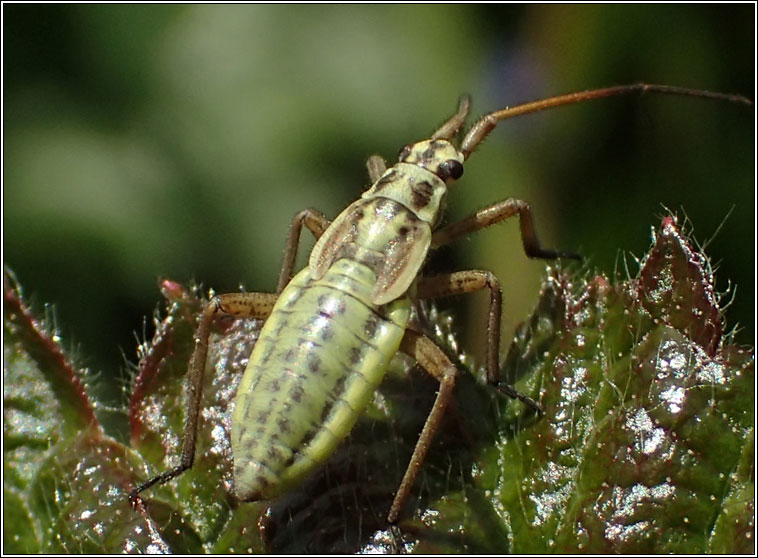 Leptopterna dolabrata, Meadow plant bug