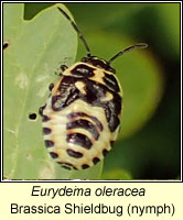 Eurydema oleracea, Brassica Shieldbug