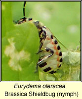 Eurydema oleracea, Brassica Shieldbug