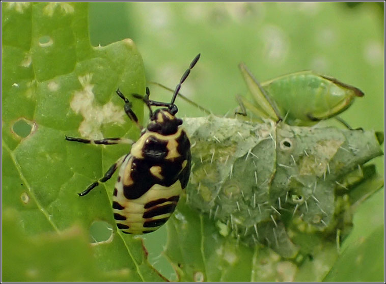 Eurydema oleracea, Brassica Shieldbug