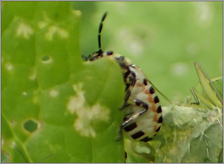 Eurydema oleracea, Brassica Shieldbug