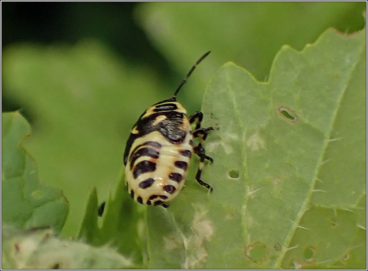 Eurydema oleracea, Brassica Shieldbug