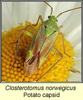 Closterotomus norwegicus, Potato capsid
