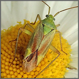 Closterotomus norwegicus, Potato capsid