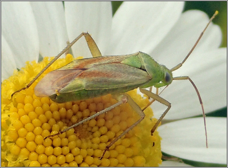 Closterotomus norwegicus, Potato capsid