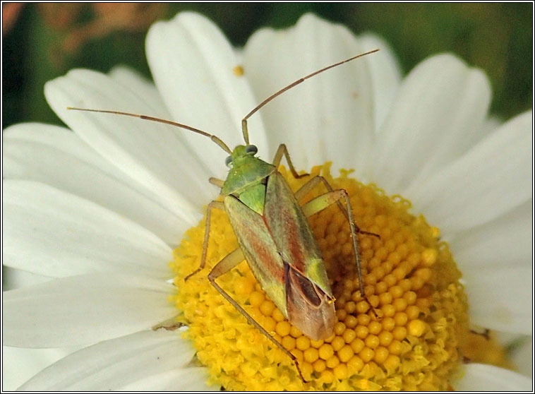 Closterotomus norwegicus, Potato capsid