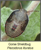 Gorse Shieldbug, Piezodorus lituratus