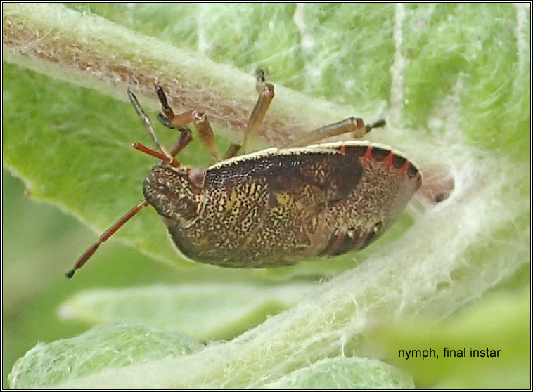 Gorse Shieldbug, Piezodorus lituratus